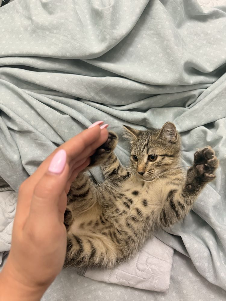 Котик очень игривый любопытный