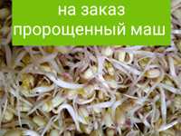 Пророщенный маш (проростки)