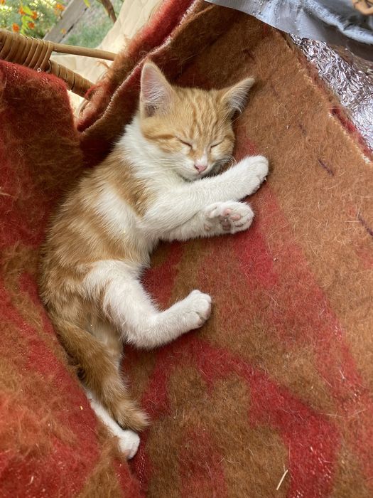 Рыжий котенок бесплатно НЕ ЗВОНИТЬ!