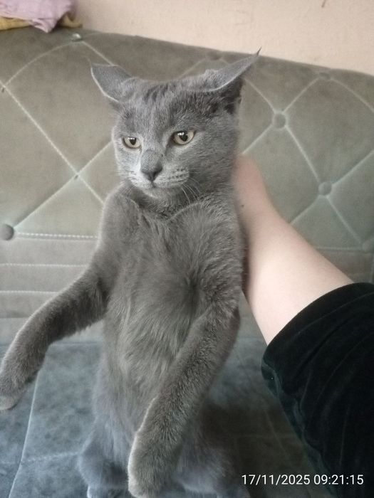 Mushuk sotiladi . Russiyan Bule