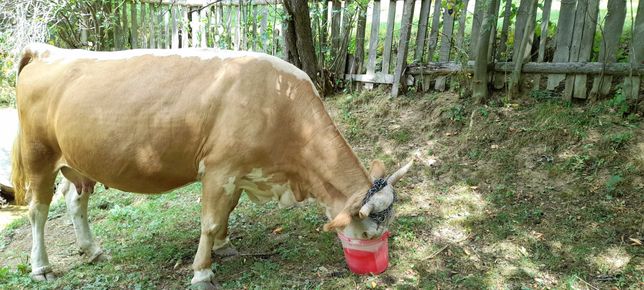 Vacă bălțata românească