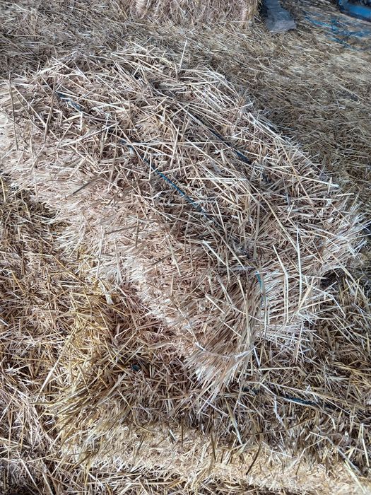 Baloti de paie                         .