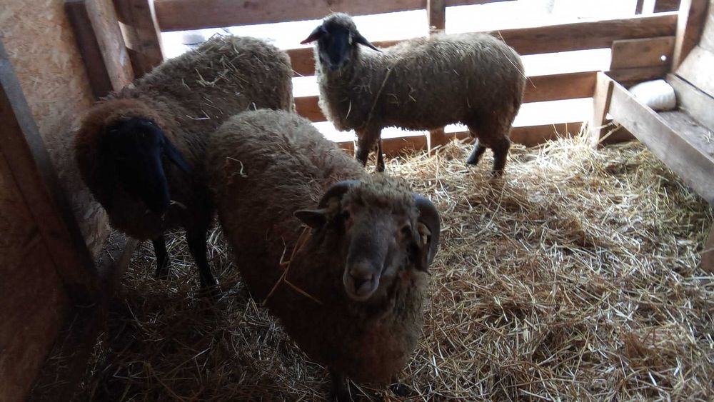 Vand 3 berbeci  Borduselu