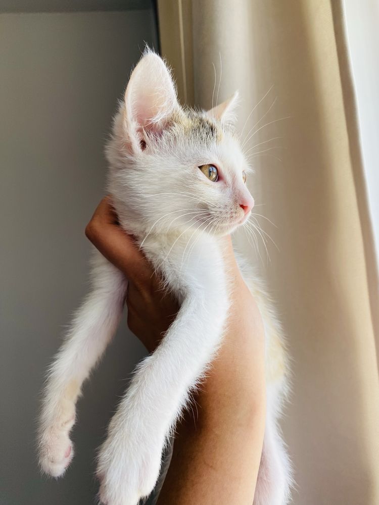 Котенок 2 мес, девочка