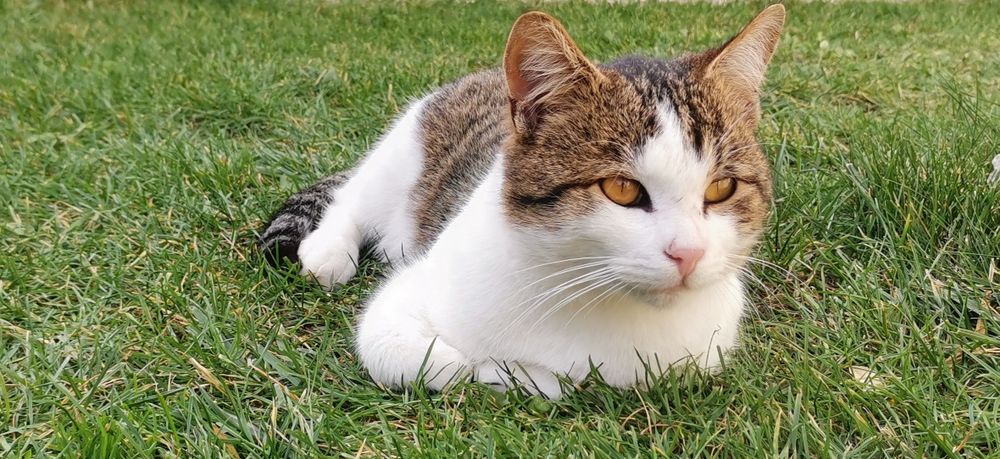 Donez pisoi cu personalitate