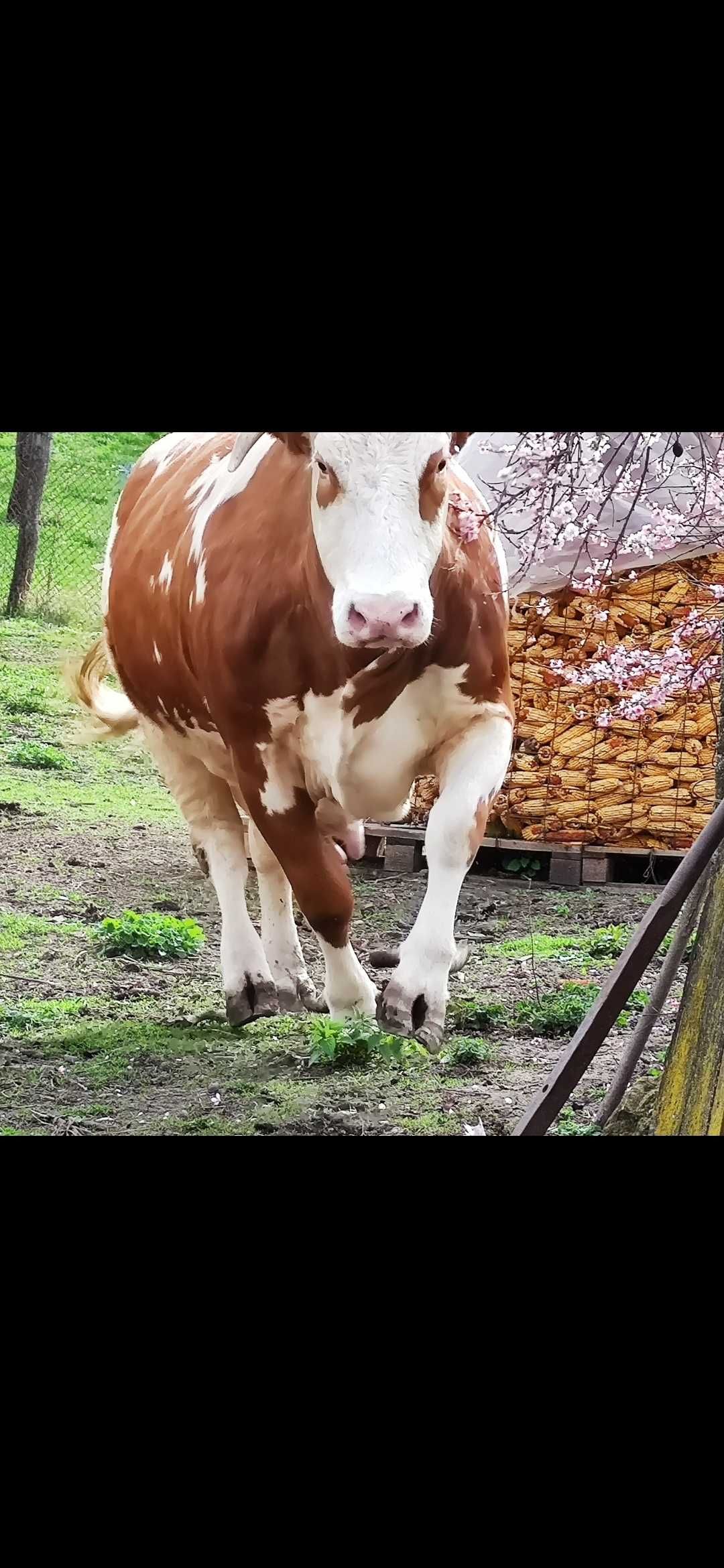 Vând vaca bălțata românească