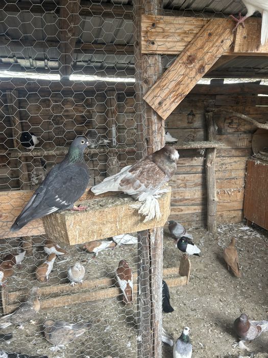 Vind porumbei, takla , jucatori de botosani, tobosari germani , tobosa