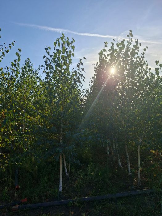 COPACI ORNAMENTALI mestecan/tei/platan/plop/frasin