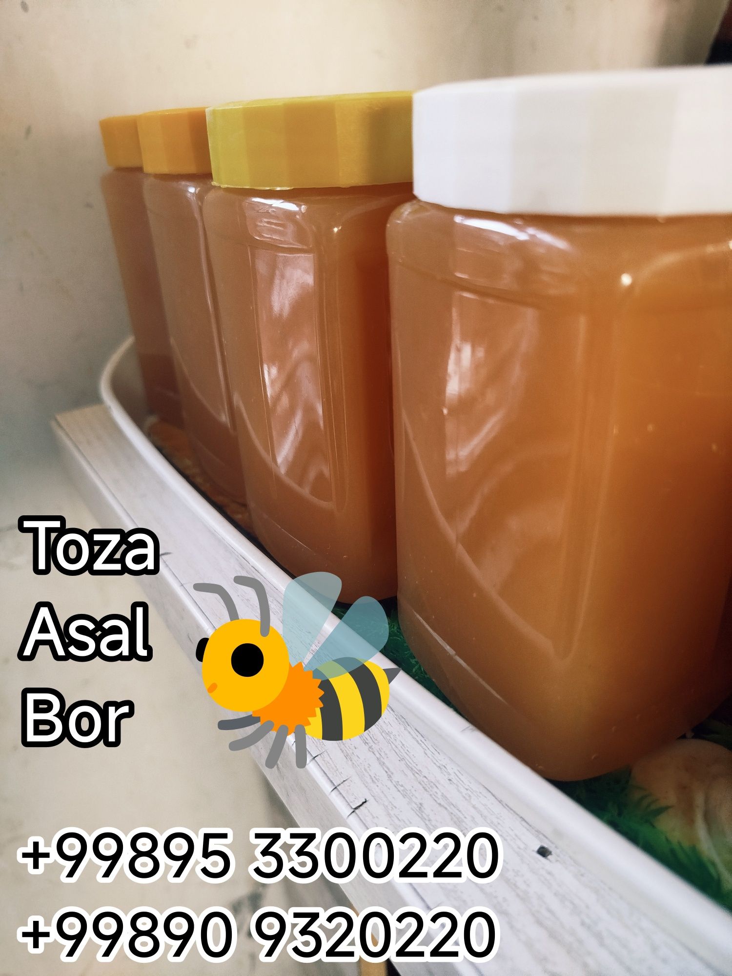 Toza Asal Toza Asal bor