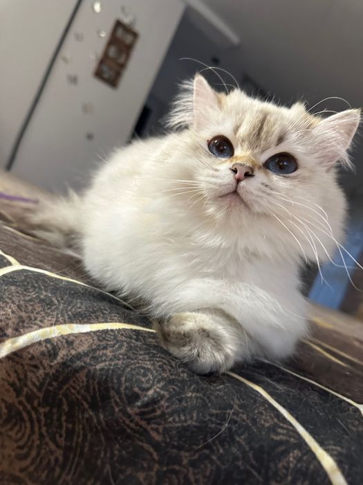 O adevărată prințesa Bristih Longhair cu pedigree