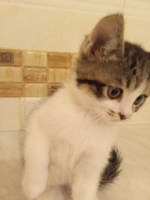 Продаются котята, в хорошие руки.