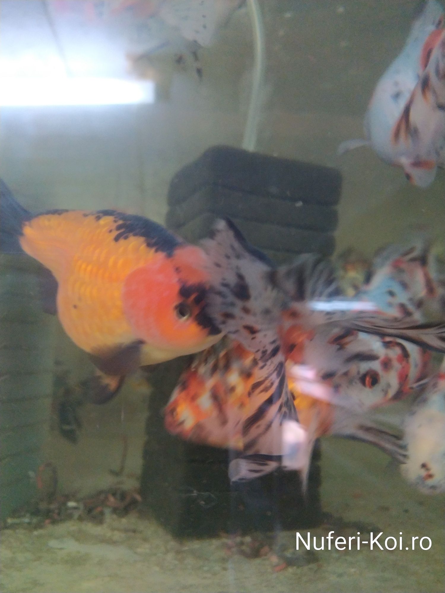 Carasi red oranda