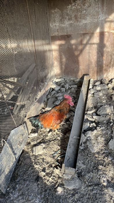 Продам петуха домашный
