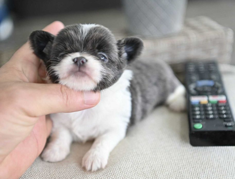 Женско мини чихуахуа бяло синьо