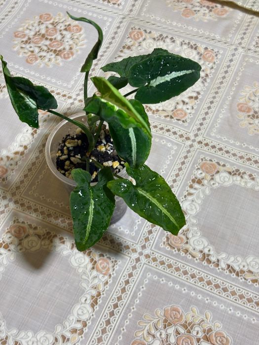 Комнатные растения Сингониум венланди