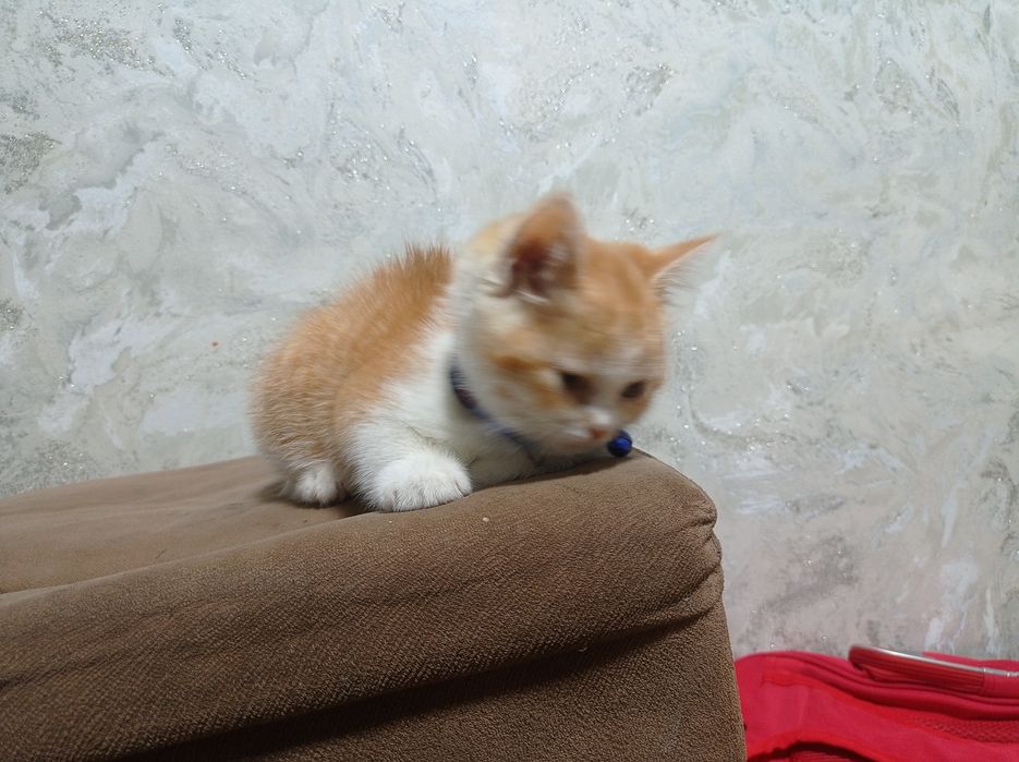 Britanskiy shinshillalar sotiladi srochni