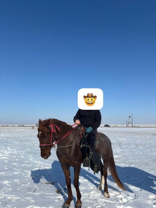 Продам жеребца 5 лет