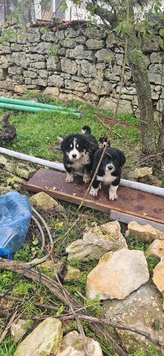 Каракачански кученца