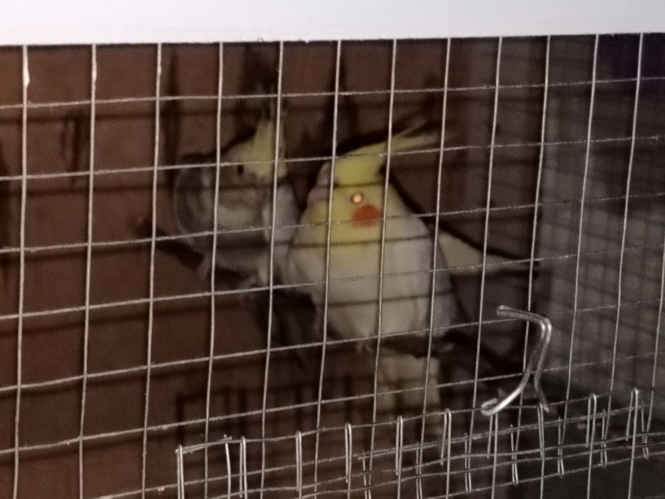 Тоти кушлар корела зоти