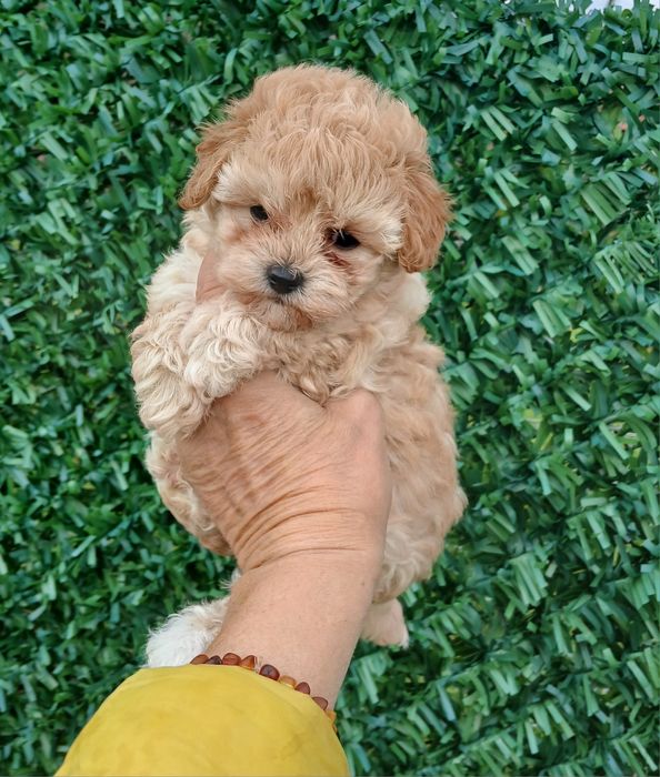 Малтипу/той пудел