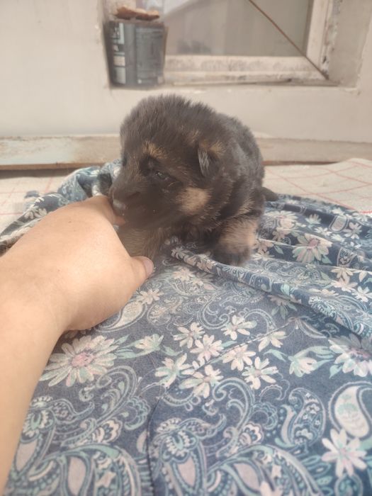 Немецкие овчарки