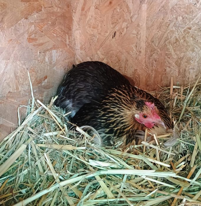 Gaini pitici și cocoșei