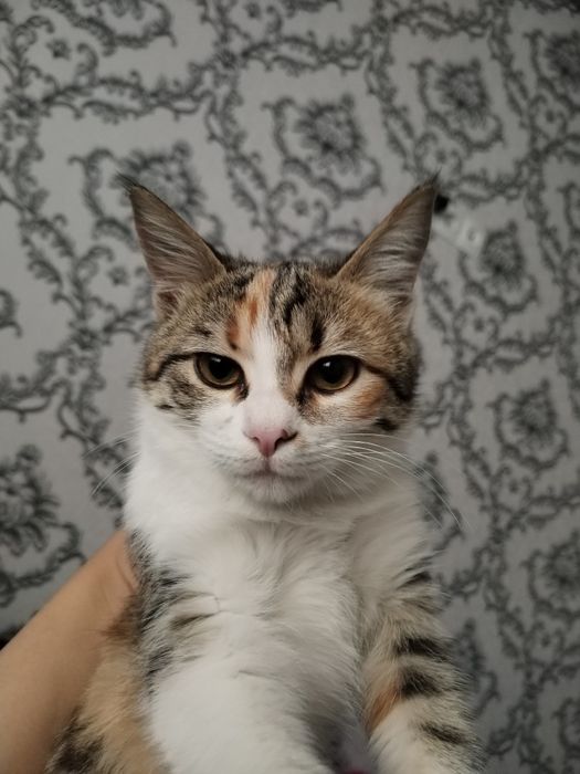 Mushukchalar yaxshi qollarga beriladi