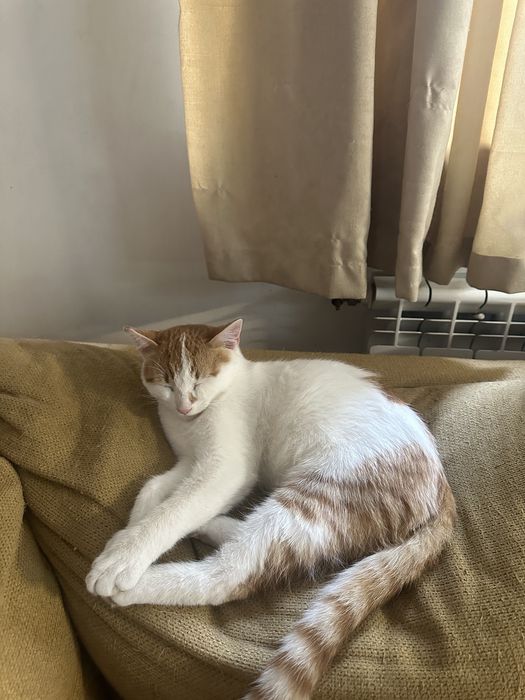 2 котета спешно търсят дом