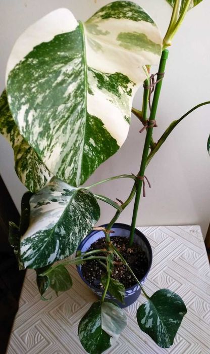 Монстера Альба - молодое растение для офиса и дома