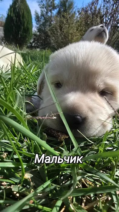 Щенки лабродоров