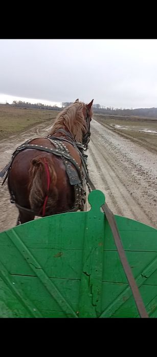 Vând sau dau și la combinație harmasar de 8 ani