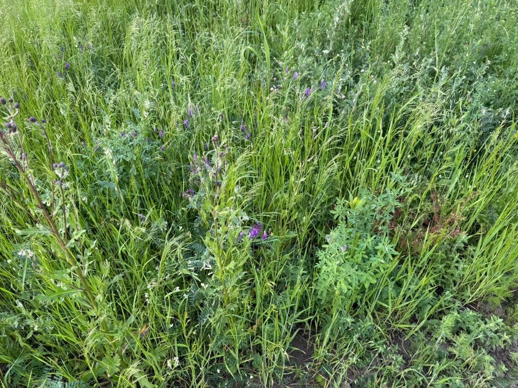 Baloți de LUCERNĂ cu fân din FLORI DE CÂMP și ovăz verde