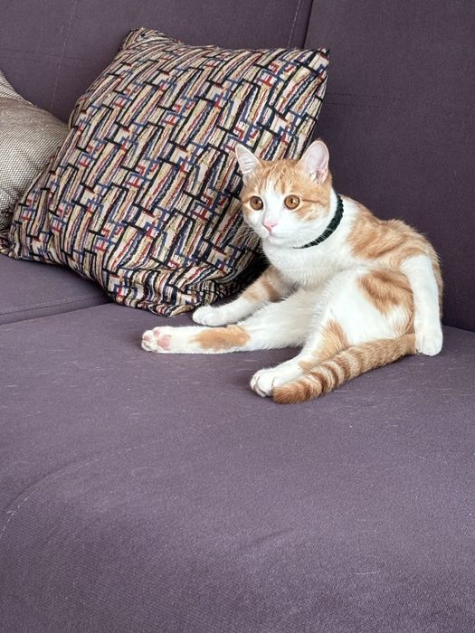 Отдадим в добрые руки