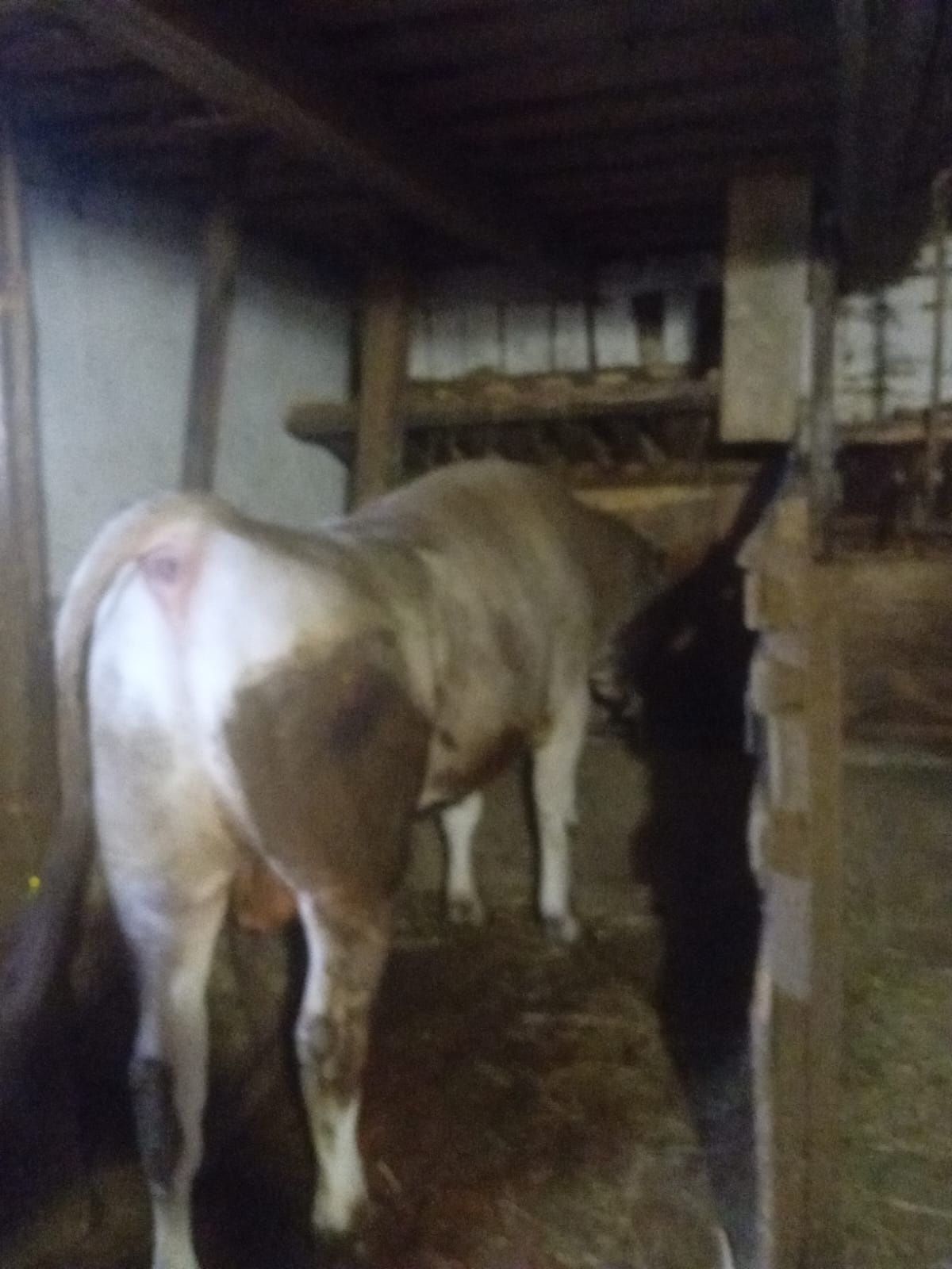 Vând taur de un an