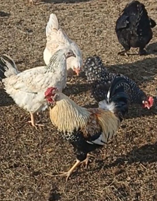 Продам петух порода украинская ушанка