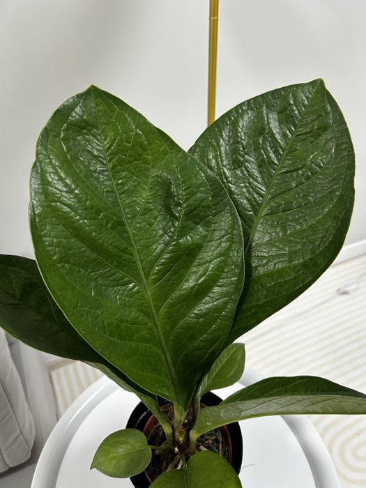 Антуриум Кобра продам