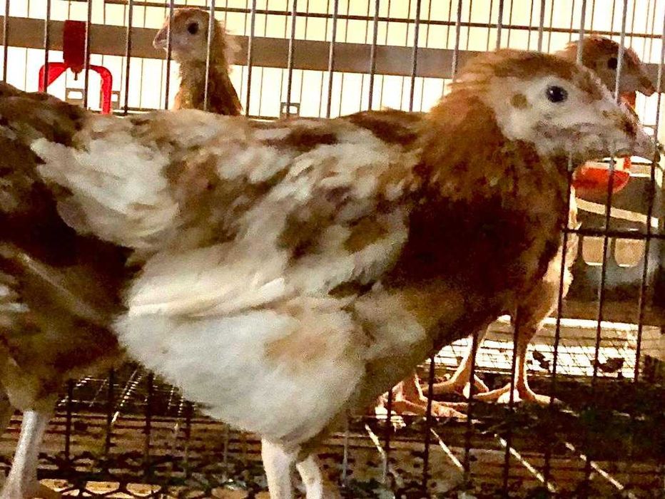 Comandă acum - Puicuţe ouătoare – Lot Limitat