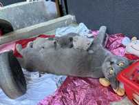 Pisici British shorthair