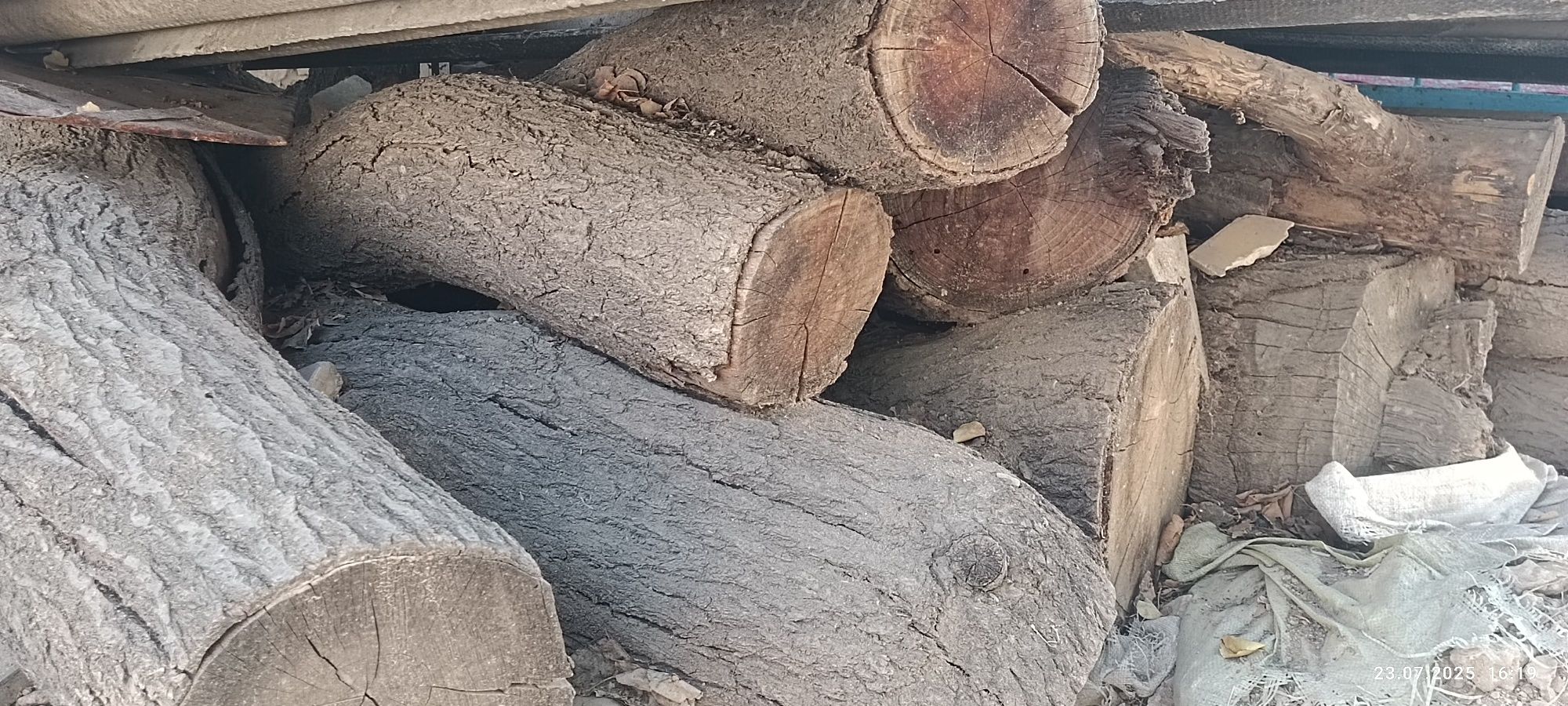 Otin va kotta daraxtla bor