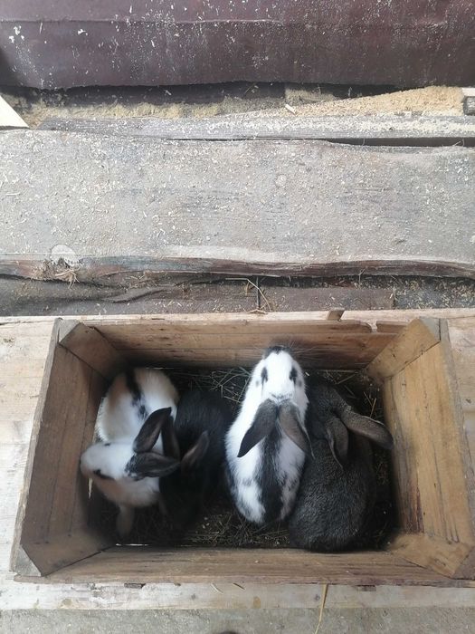 Продавам зайци!20-25лв.