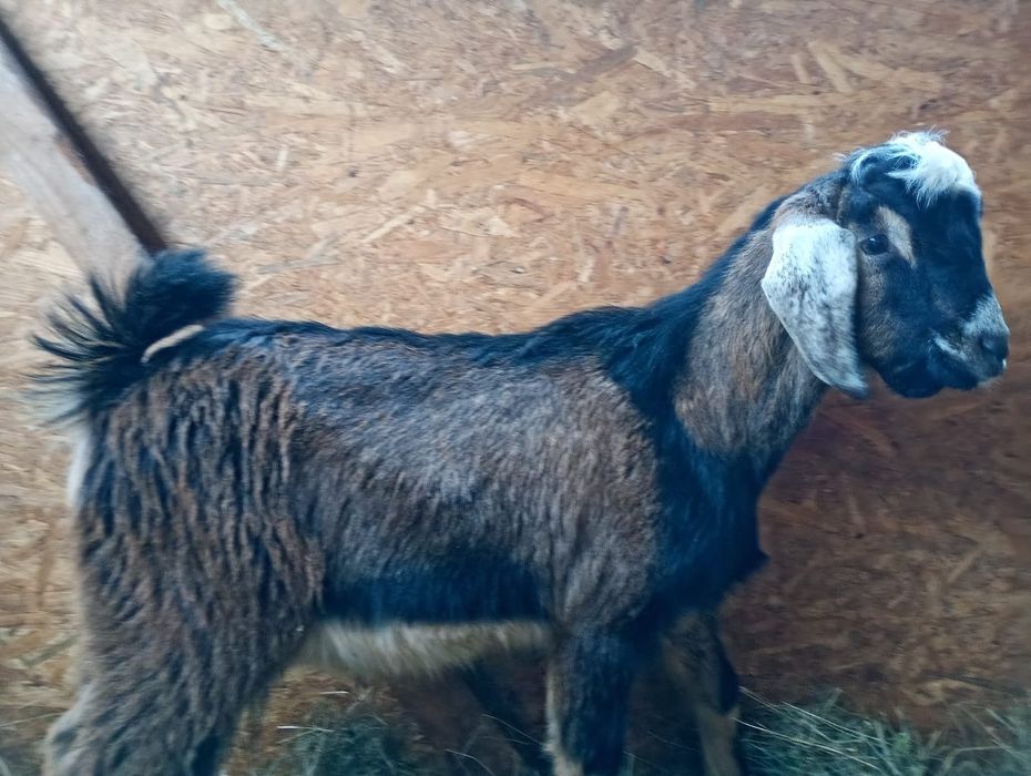 Vand iezi  cu varsta de 4, 5 luni