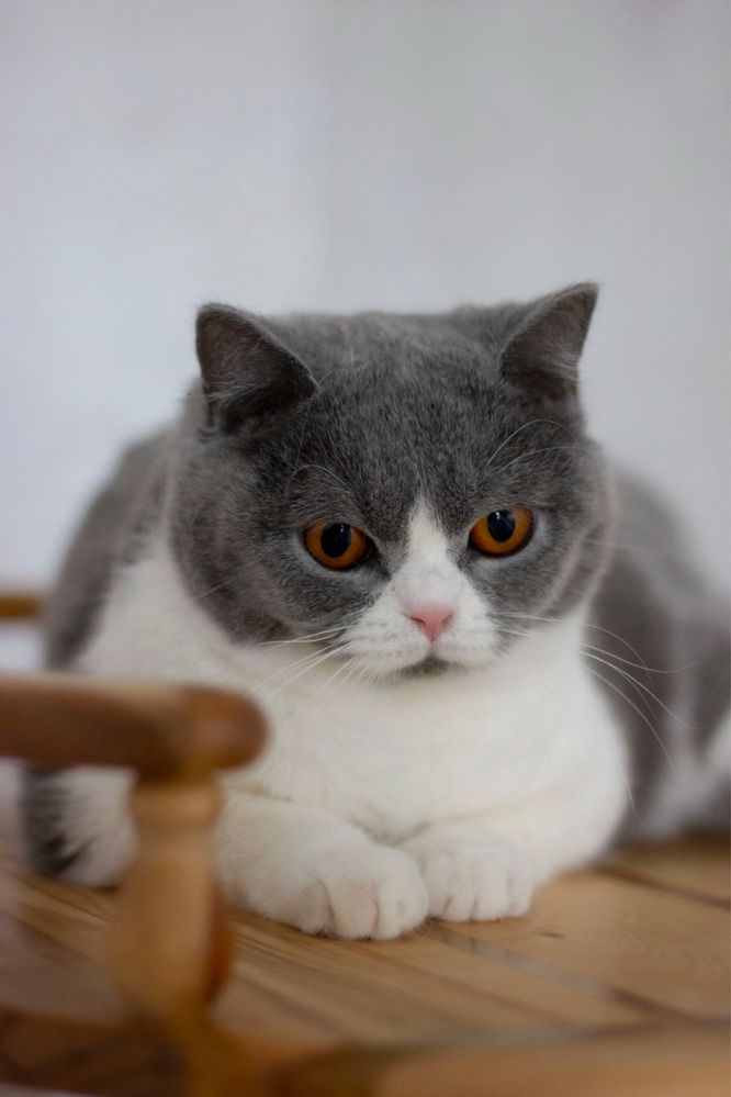 Отдам бриатнскую кошку 1,5 года