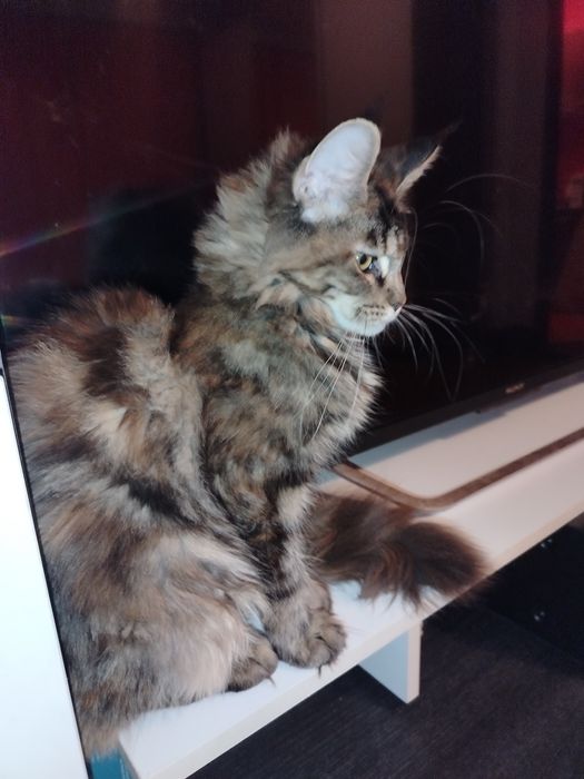 Fetita Maine Coon XXL