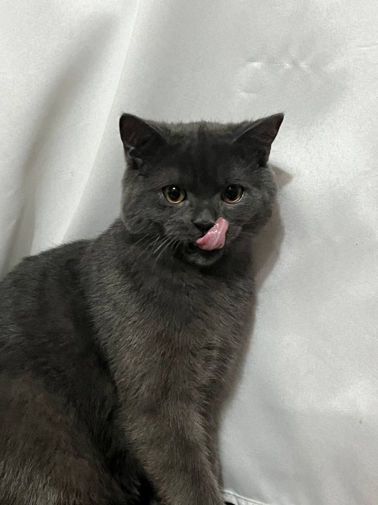 Взяка кот ищет самку