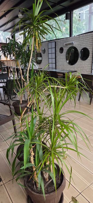 Plante naturale exotice