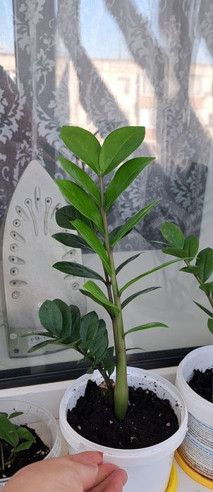 Продам Долларовый цветок/Замиокулькас