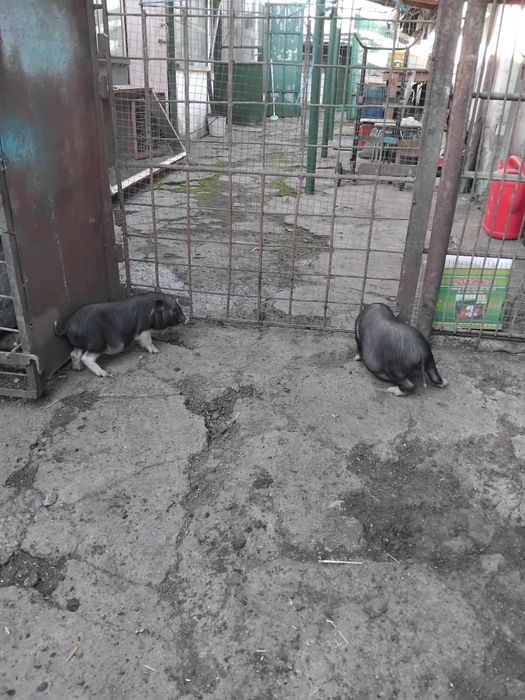 Виетнамски прасенца