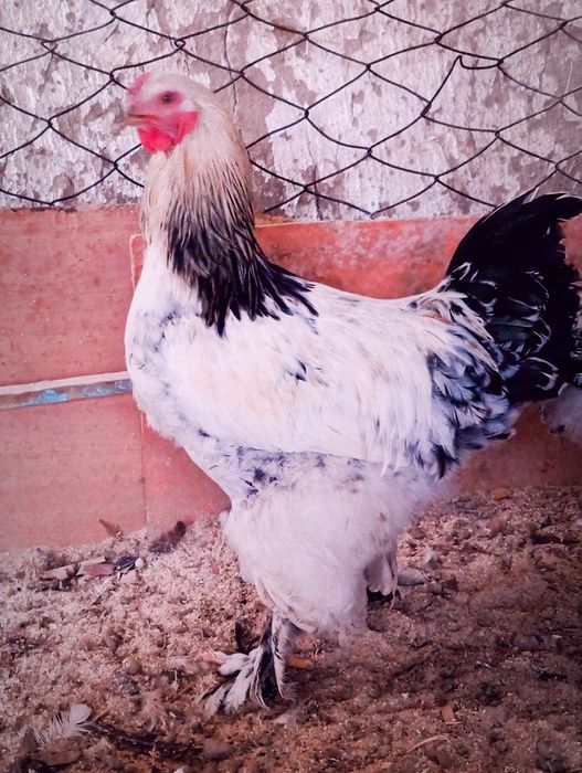 Осы 1+1 брама сатылады 6000тг