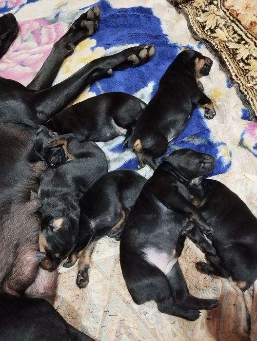 Щенки чистокровного добермана