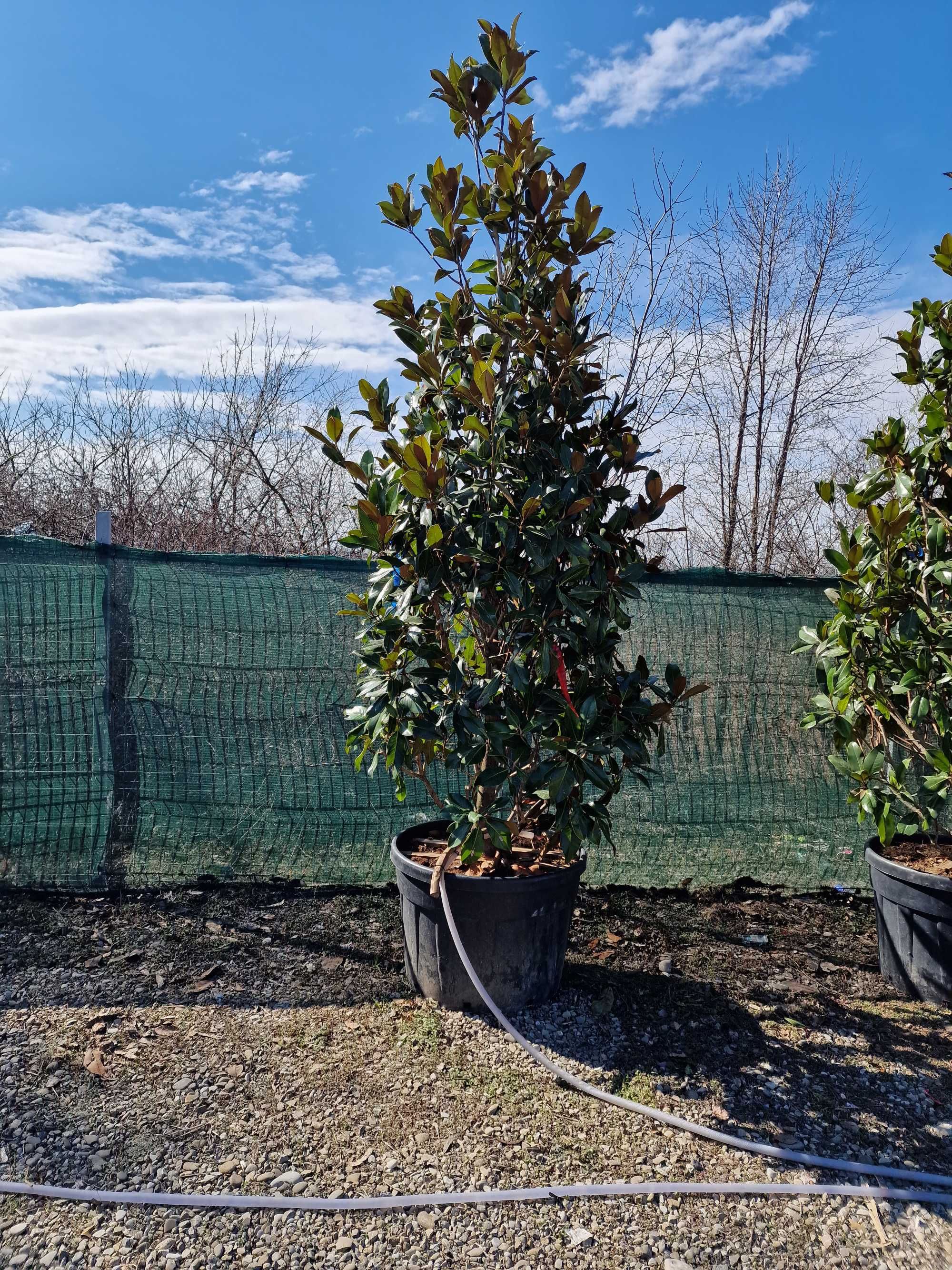 Magnolia Grandiflora